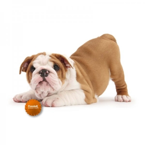 Bolinha Pet Personalizada-bol01